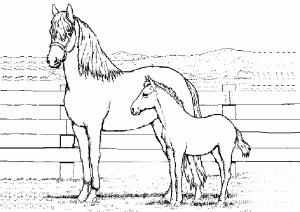 zwei pferden